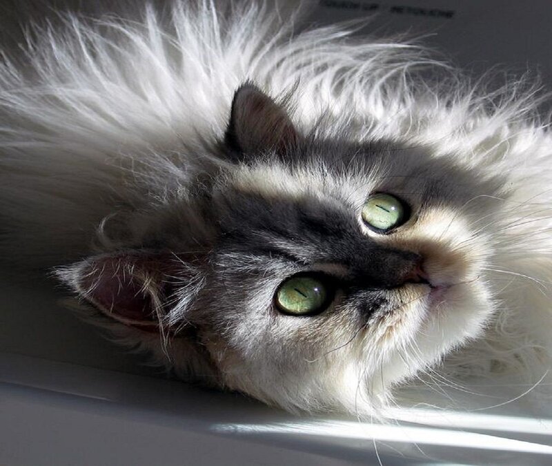 Fluffy Cat with Green Eyes — White