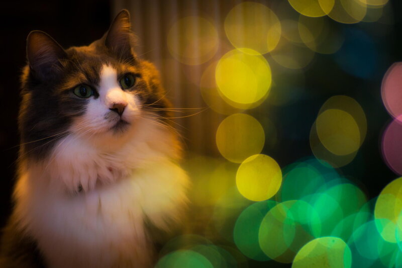 Fluffy Cat with Green Eyes — Yellow, Dramatic