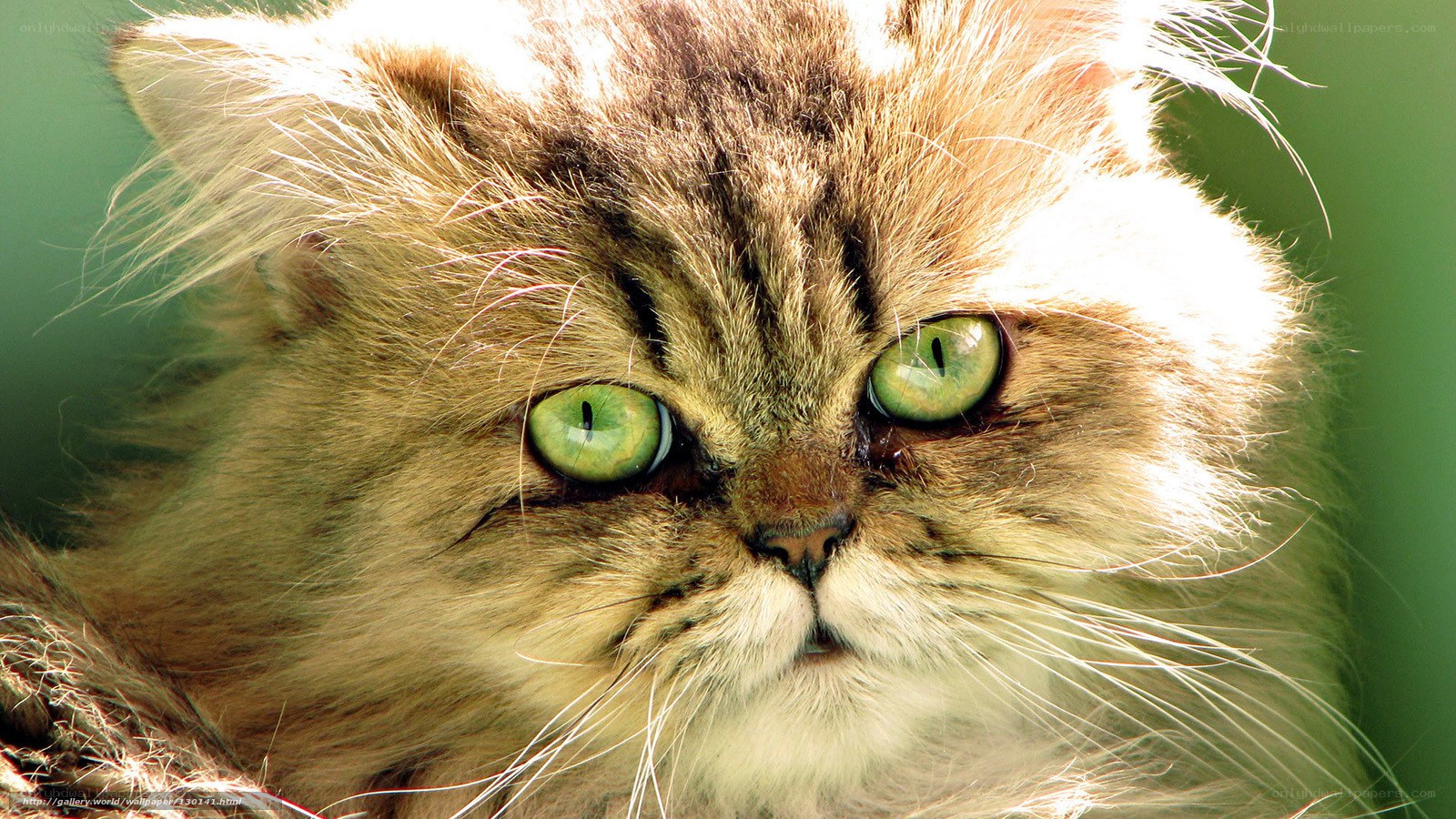 fluffy cat with green eyes