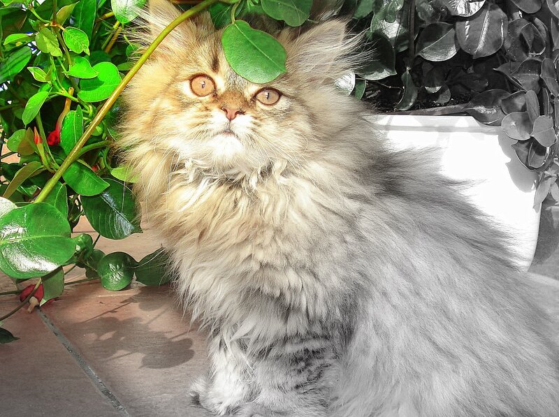 fluffy cat with green leaf