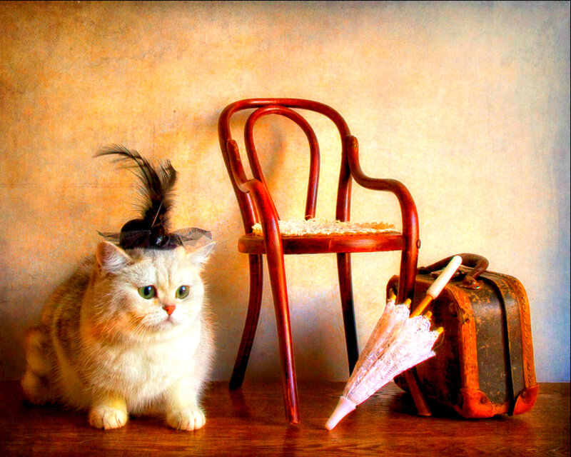 Fluffy Cat with Hat
