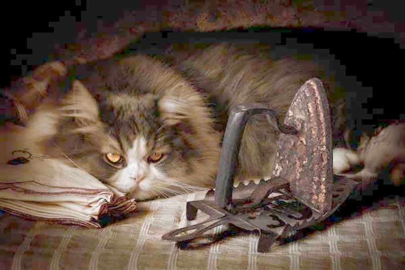 Fluffy Cat with Iron