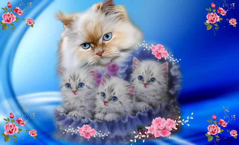 Fluffy Cat with Kittens — Blue