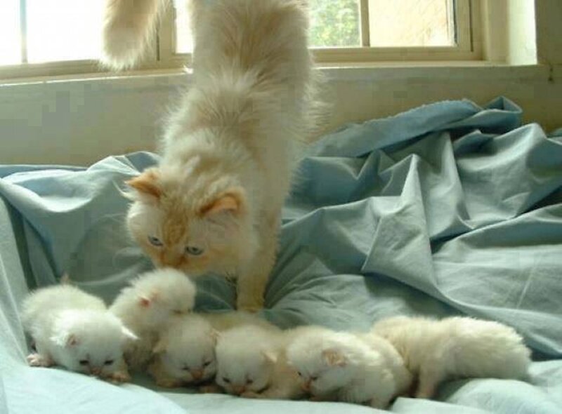 Fluffy Cat with Kittens — White, Calm