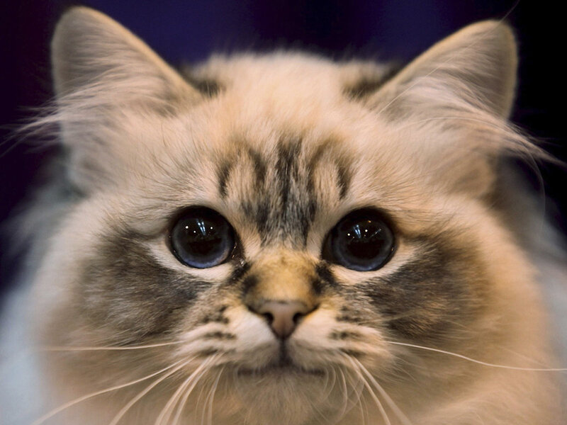 Fluffy Cat with Large Eyes