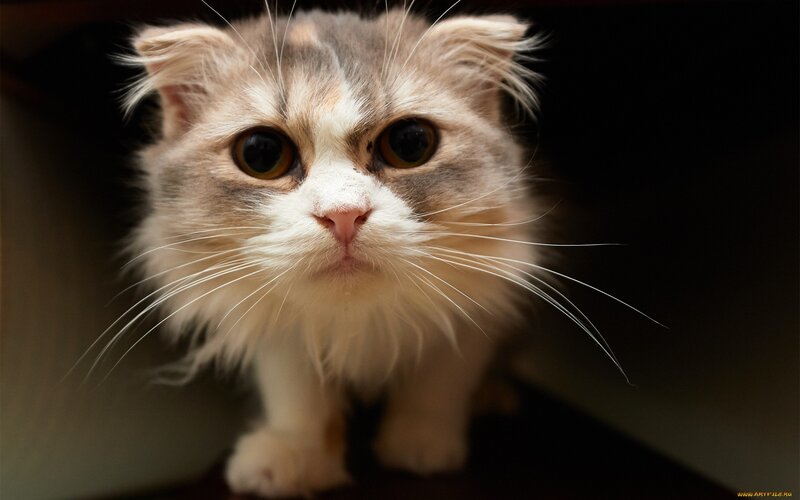 Fluffy Cat with Large Eyes — White