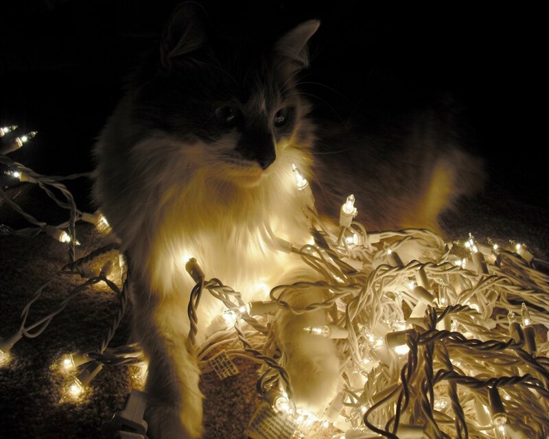 Fluffy Cat with Lights