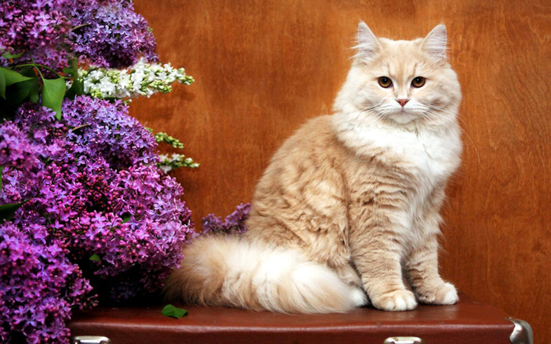 Fluffy Cat with Lilacs — Brown