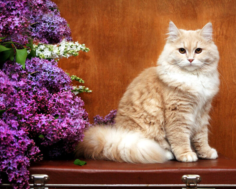 Fluffy Cat with Lilacs — Purple