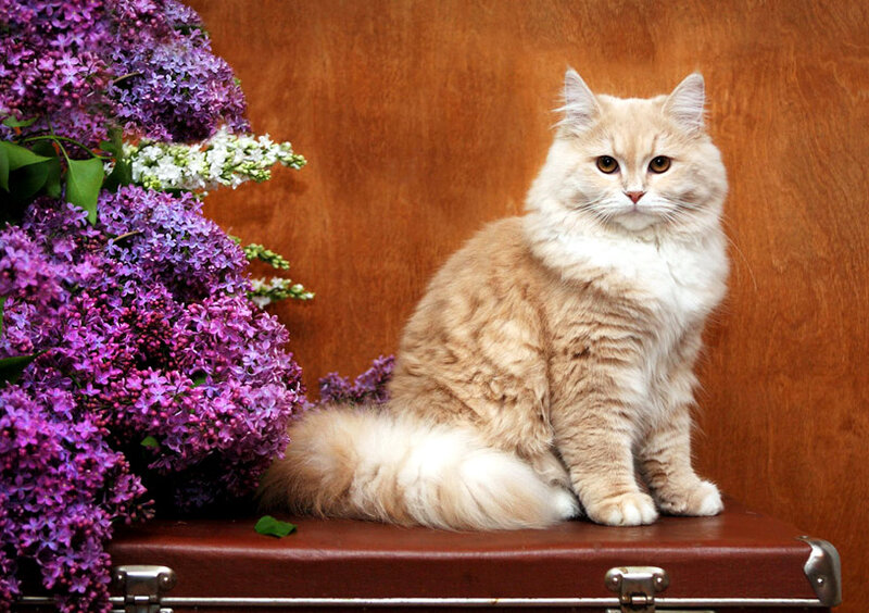 fluffy cat with lilacs