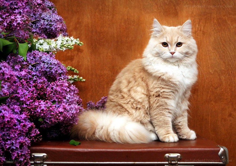 fluffy cat with lilacs