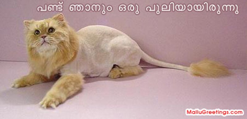 Fluffy Cat with Lion Cut
