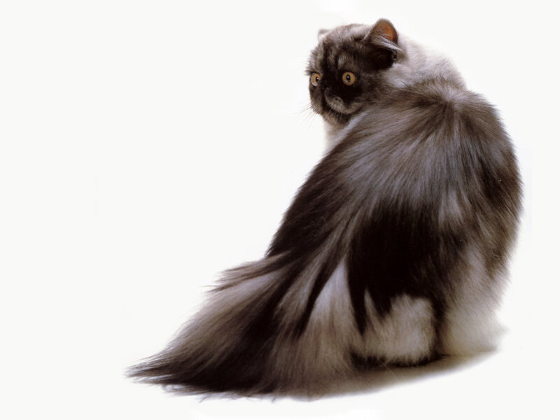 fluffy cat with long fur