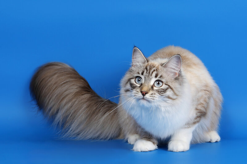 Fluffy Cat with Long Tail