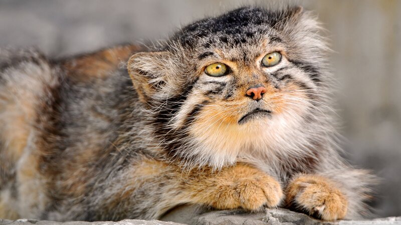 Fluffy Cat with Long Whiskers