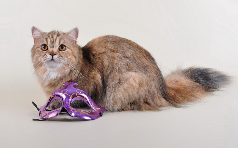 Fluffy Cat with Mask — Purple