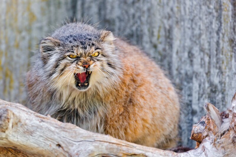 Fluffy Cat with Open Mouth — Aggressive
