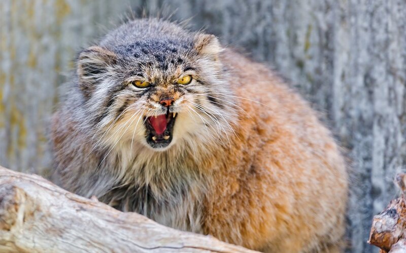 Fluffy Cat with Open Mouth — Gray, Aggressive, Photograph
