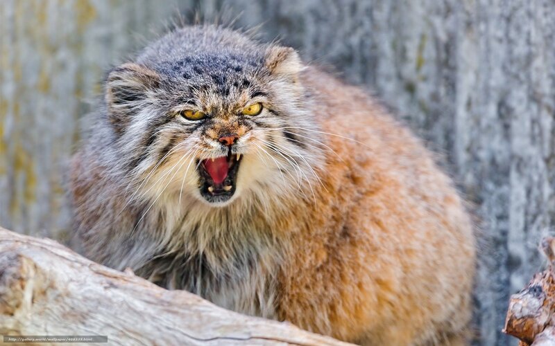 Fluffy Cat with Open Mouth — Gray, Aggressive, Photograph, Tree Trunk, Log