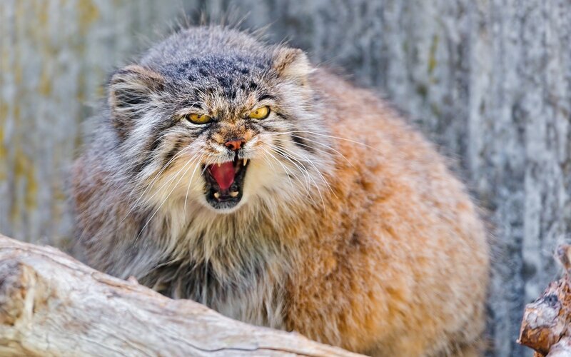Fluffy Cat with Open Mouth — Gray, Aggressive, Photograph, Tree Trunk