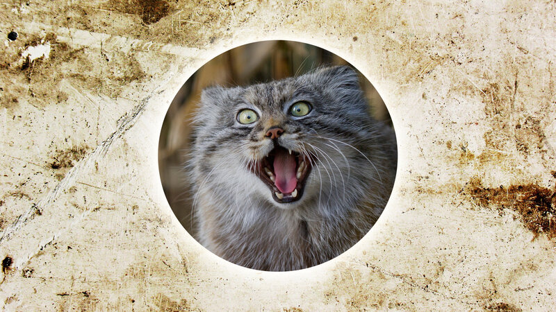 Fluffy Cat with Open Mouth — Gray, Startled