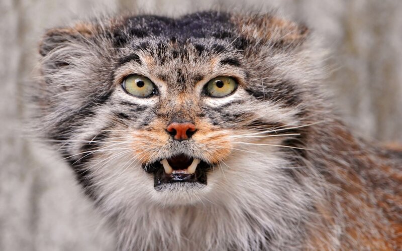 Fluffy Cat with Open Mouth — Gray