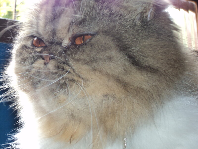 Fluffy Cat with Orange Eyes — Gray, Calm
