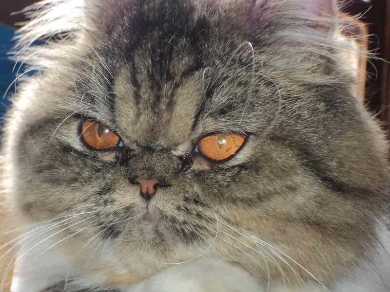 Fluffy Cat with Orange Eyes — Gray