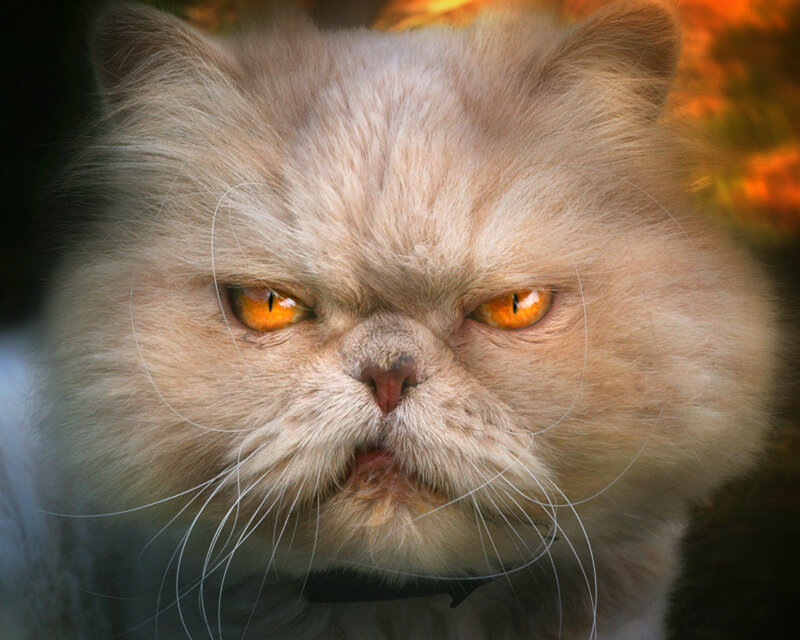 Fluffy Cat with Orange Eyes — Intense