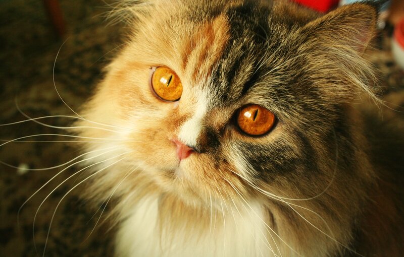 fluffy cat with orange eyes