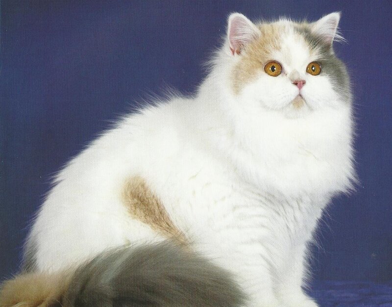 Fluffy Cat with Orange Eyes — White, Calm, Photograph