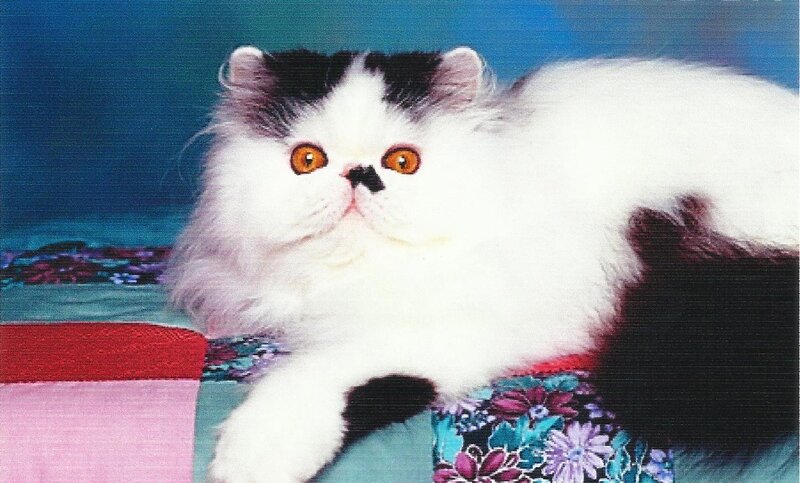 Fluffy Cat with Orange Eyes — White, Calm