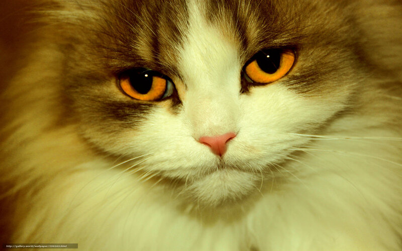 Fluffy Cat with Orange Eyes — White, Intense, Photograph
