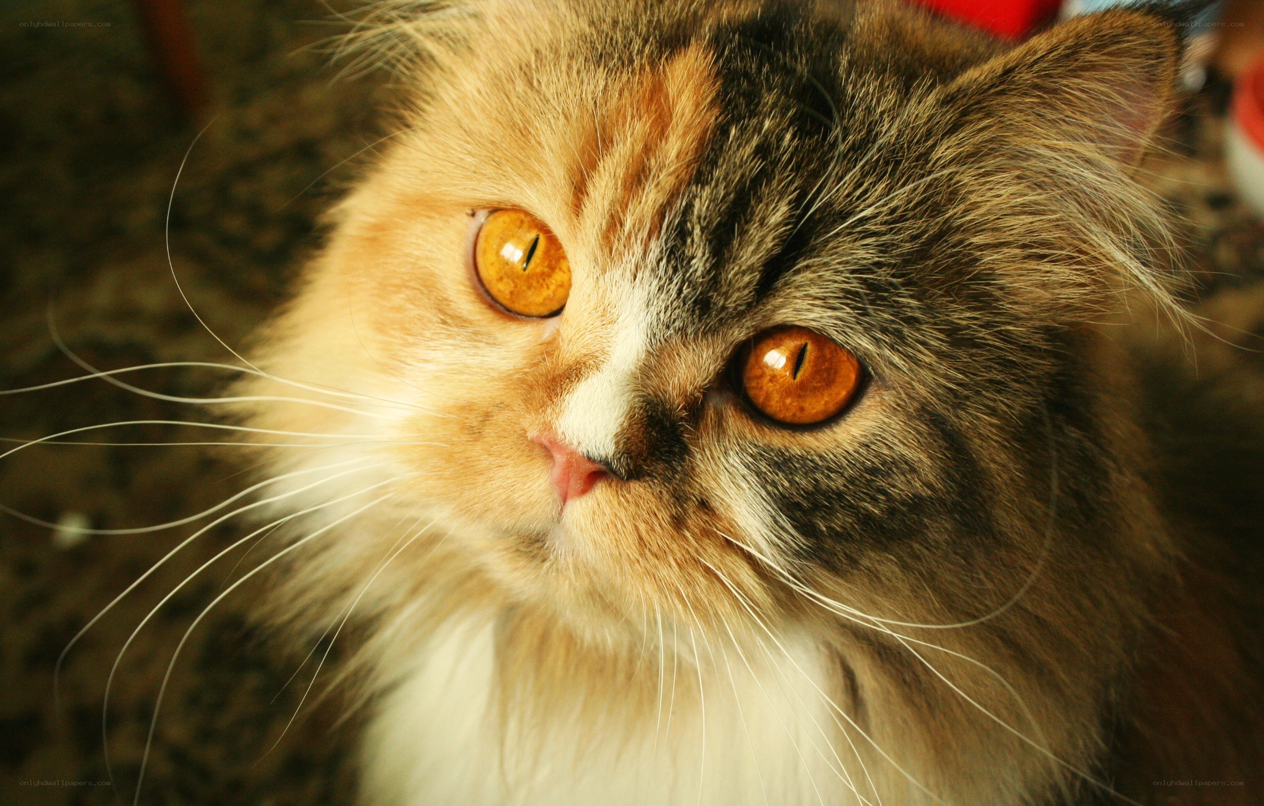 fluffy cat with orange eyes