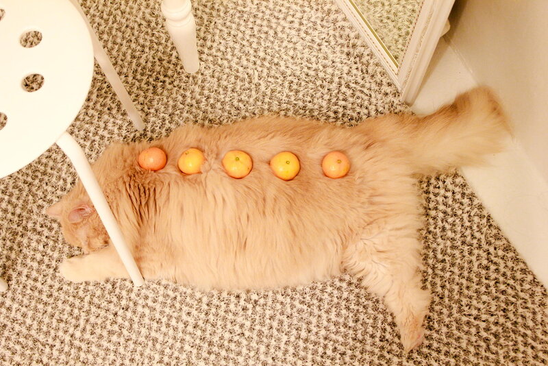 Fluffy Cat with Oranges