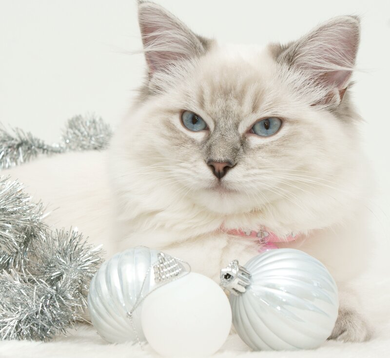 Fluffy Cat with Ornaments