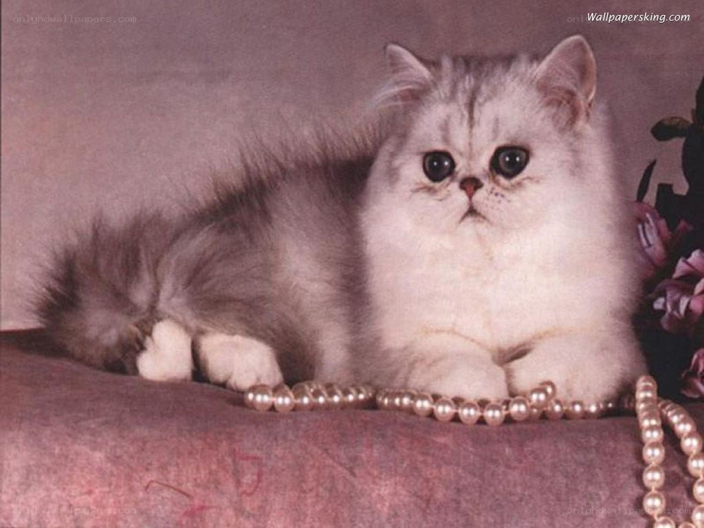fluffy cat with pearls