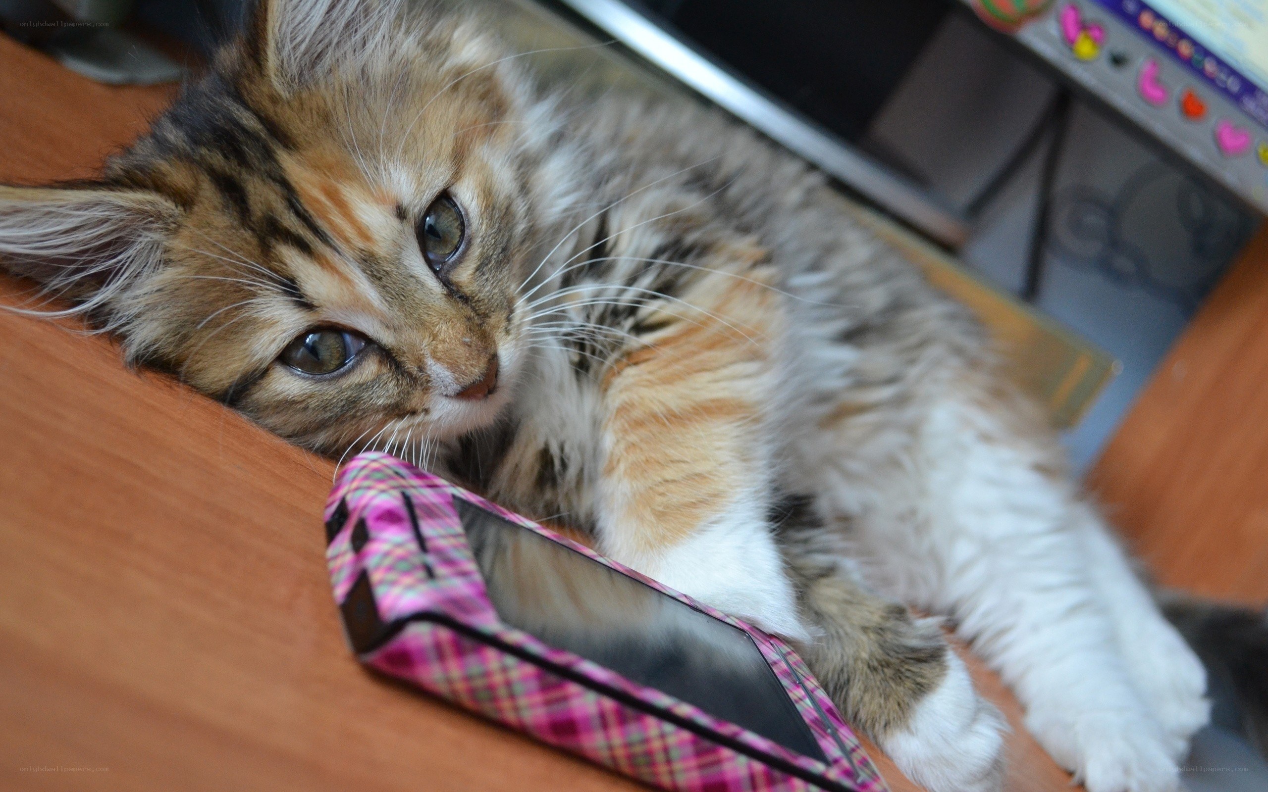 fluffy cat with phone