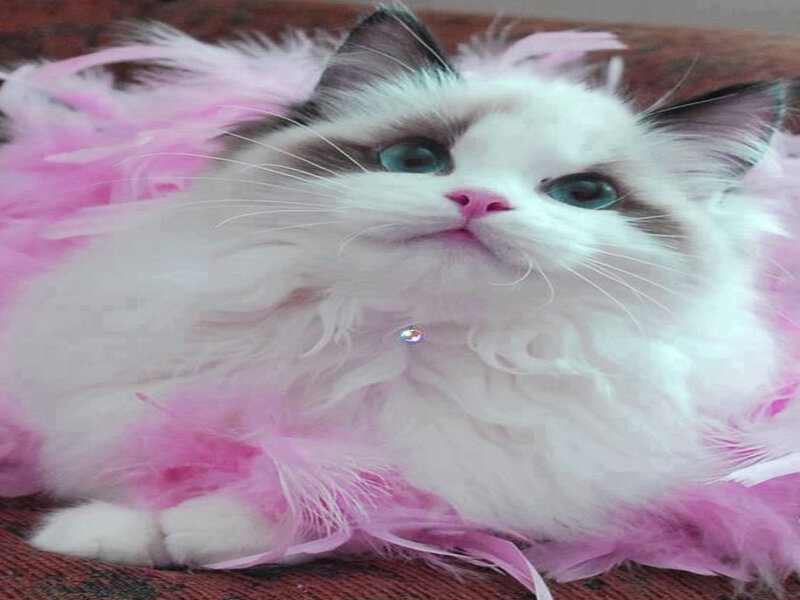 Fluffy Cat with Pink Feathers