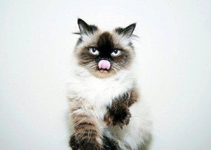 Fluffy Cat with Pink Tongue
