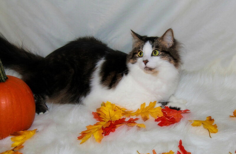 Fluffy Cat with Pumpkin