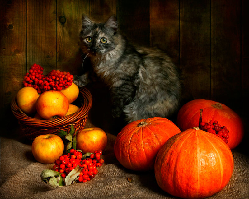Fluffy Cat with Pumpkins