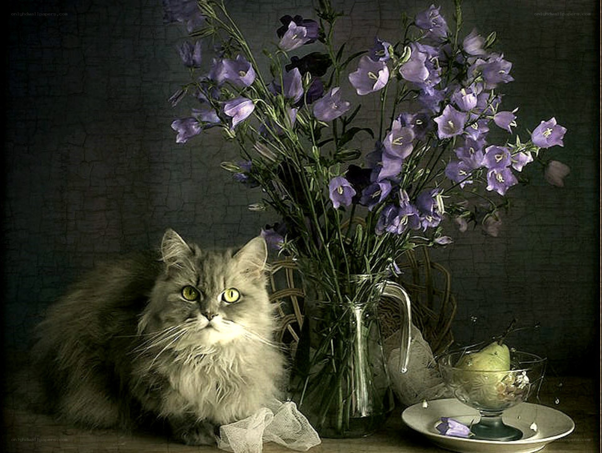 Fluffy cat with purple flowers