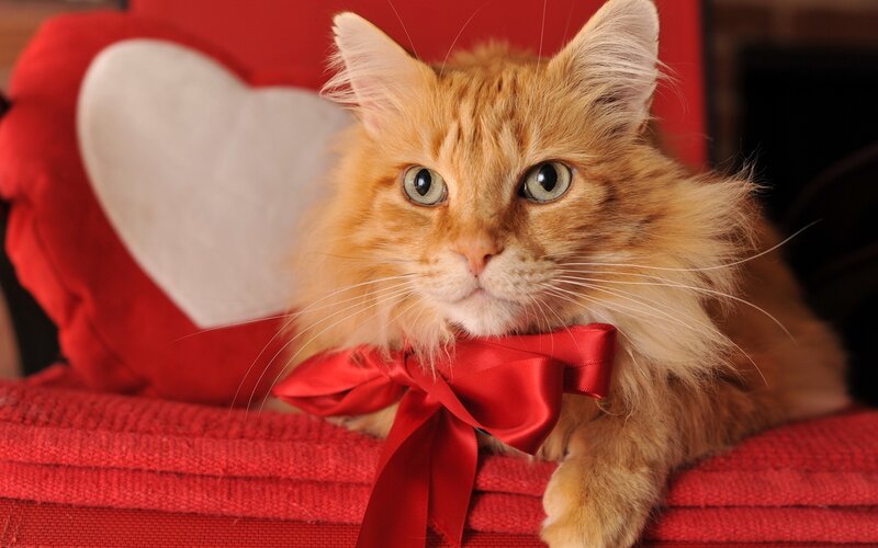 fluffy cat with red bow