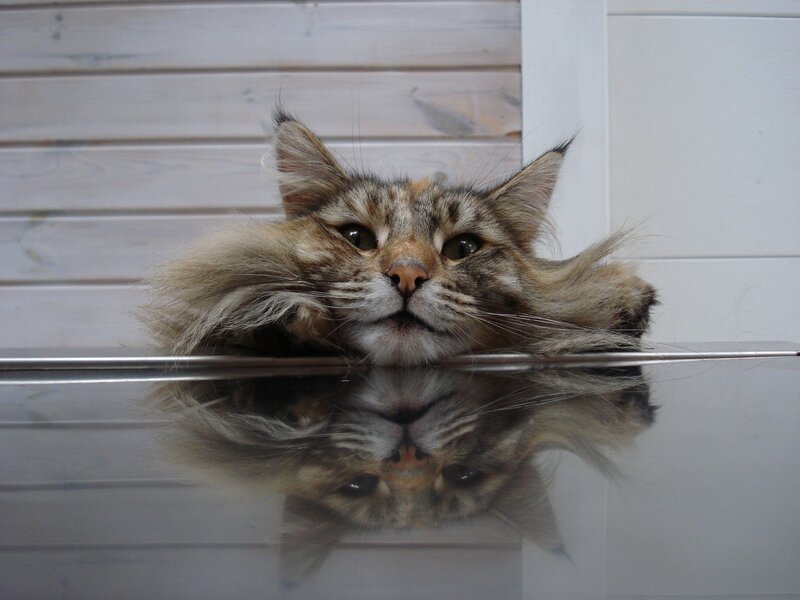 fluffy cat with reflection
