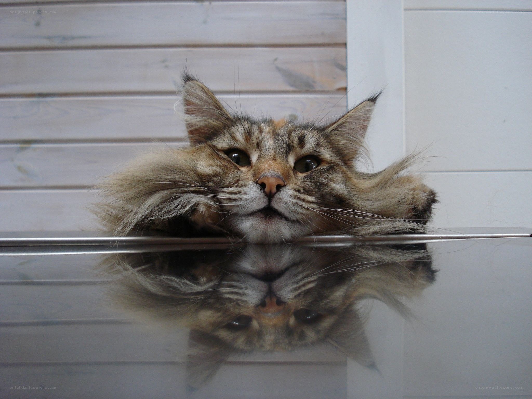 fluffy cat with reflection