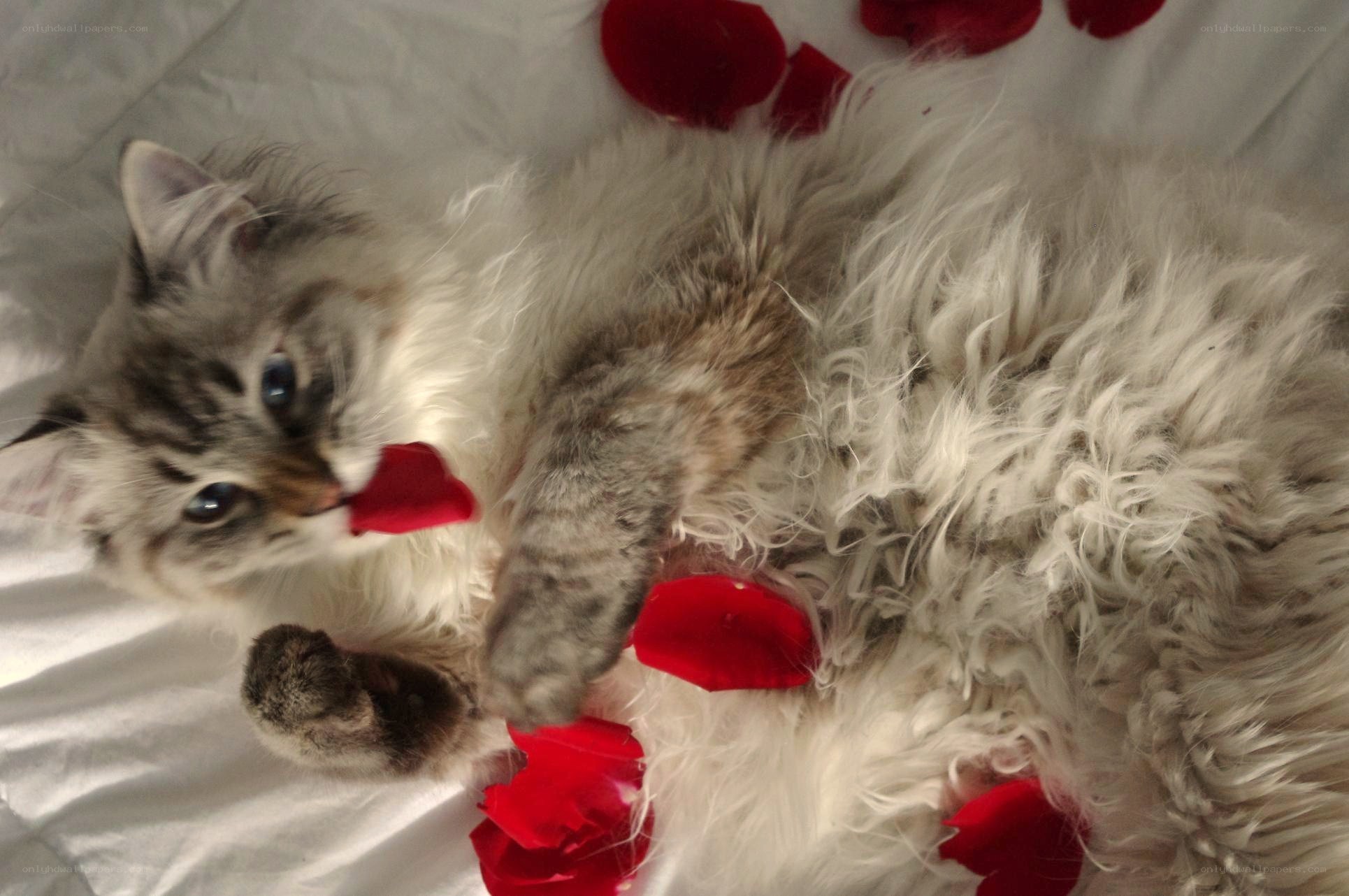 fluffy cat with rose petals