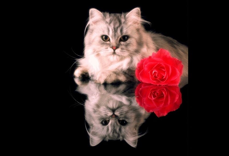 Fluffy Cat with Rose