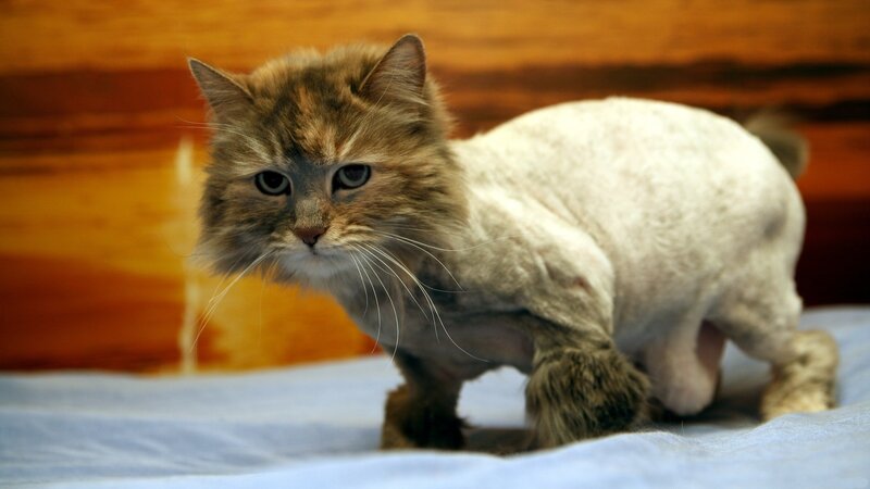 Fluffy Cat with Shaved Body