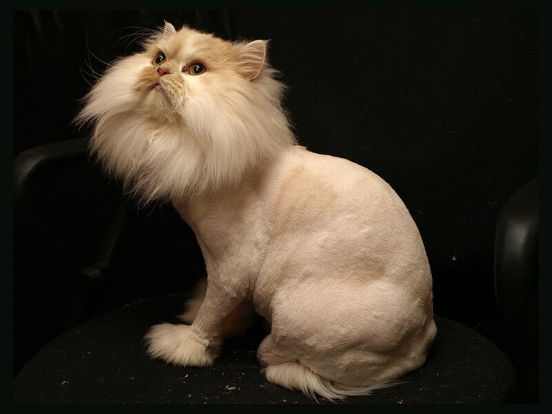 Fluffy Cat with Shaved Body — White